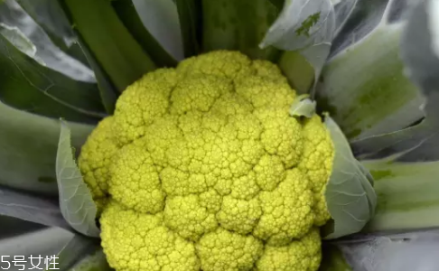 花菜在冰箱能放幾天？不要超過7天