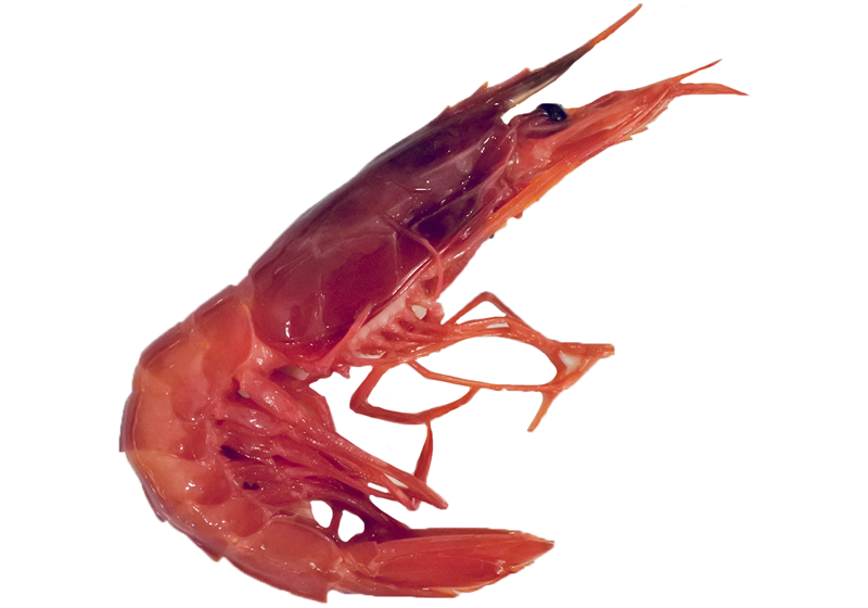 不同品種的基圍蝦怎么吃最好 不同品種的基圍蝦怎么吃最好