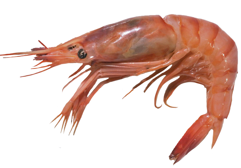 不同品種的基圍蝦怎么吃最好 不同品種的基圍蝦怎么吃最好