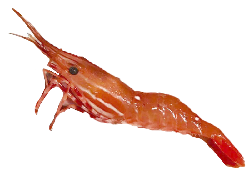 不同品種的基圍蝦怎么吃最好 不同品種的基圍蝦怎么吃最好