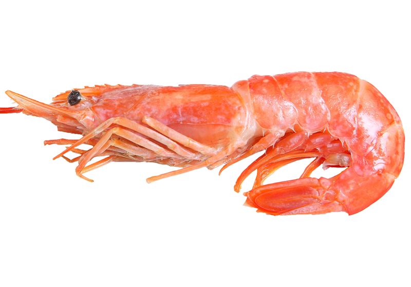 不同品種的基圍蝦怎么吃最好 不同品種的基圍蝦怎么吃最好