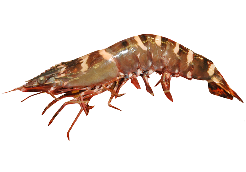 不同品種的基圍蝦怎么吃最好 不同品種的基圍蝦怎么吃最好