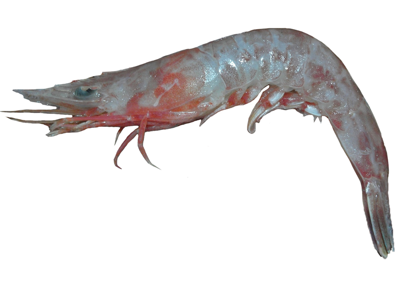 不同品種的基圍蝦怎么吃最好 不同品種的基圍蝦怎么吃最好