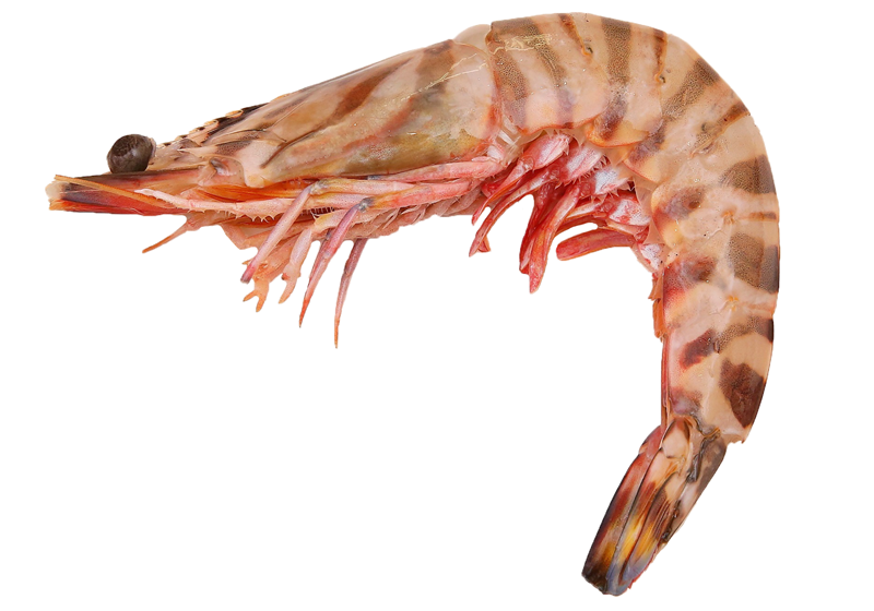 不同品種的基圍蝦怎么吃最好 不同品種的基圍蝦怎么吃最好