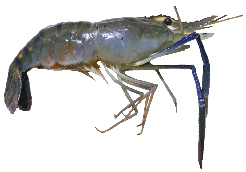 不同品種的基圍蝦怎么吃最好 不同品種的基圍蝦怎么吃最好