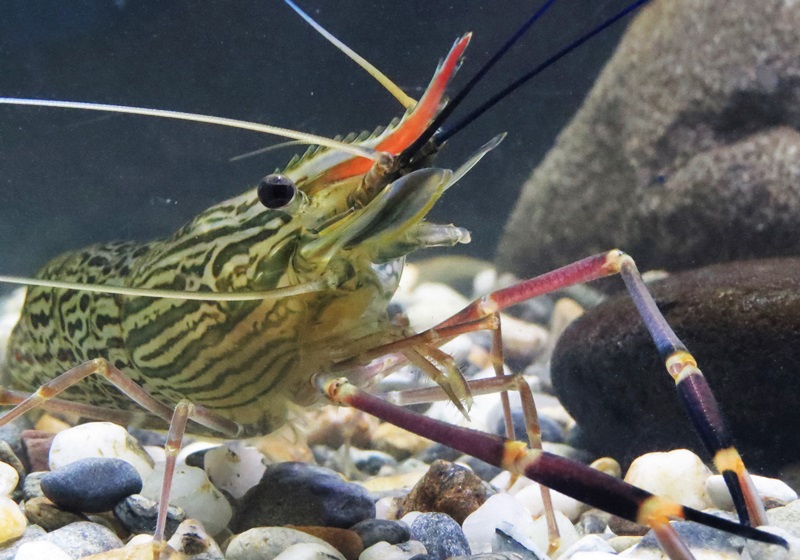 不同品種的基圍蝦怎么吃最好 不同品種的基圍蝦怎么吃最好