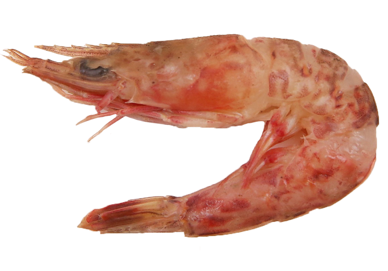 不同品種的基圍蝦怎么吃最好 不同品種的基圍蝦怎么吃最好