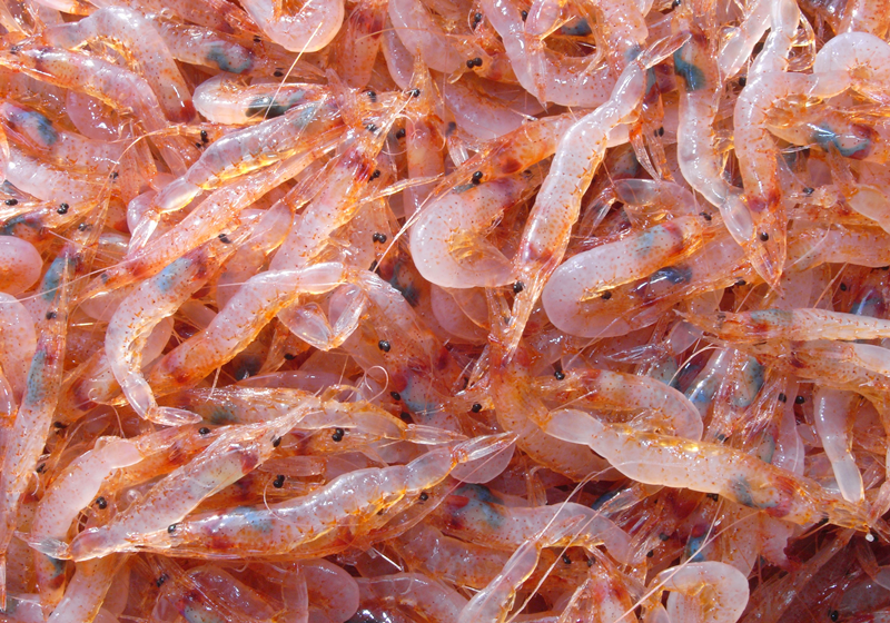 不同品種的基圍蝦怎么吃最好 不同品種的基圍蝦怎么吃最好