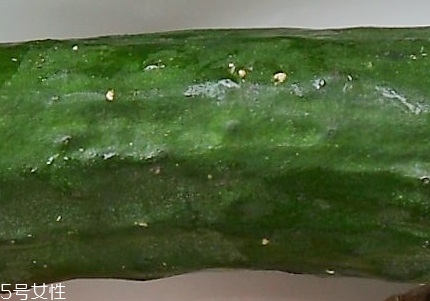 黃瓜怎么挑新鮮 黃瓜怎么保存時間長 黃瓜怎么挑新鮮 黃瓜怎么保存時間長