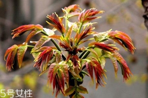 香椿怎樣長期保存？這樣做可儲存一年