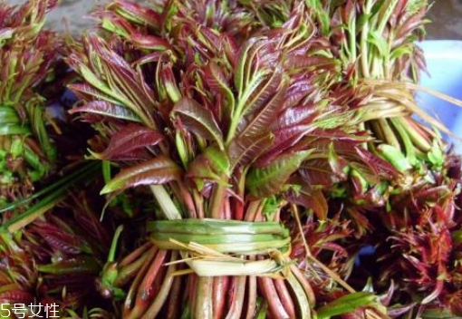 香椿怎樣長期保存？這樣做可儲存一年