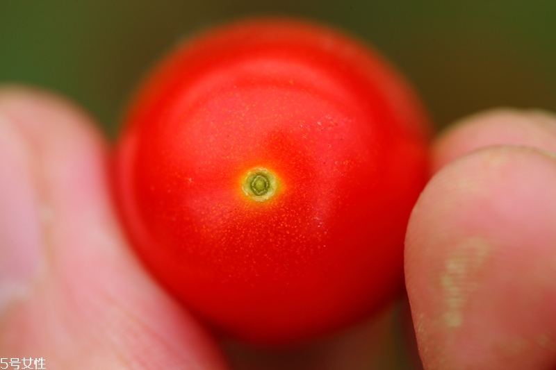 小番茄有哪些品種 小番茄的營養(yǎng)成分介紹 小番茄有哪些品種 小番茄的營養(yǎng)成分介紹