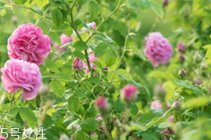 法國(guó)florihana是假洋貨 法國(guó)florihana是假洋貨