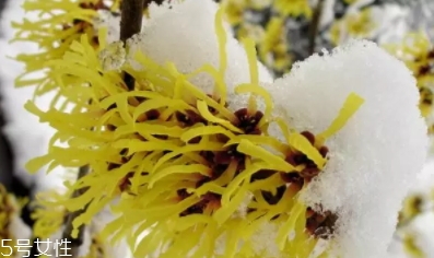 北美金縷梅的功效與作用 北美金縷梅的功效與作用