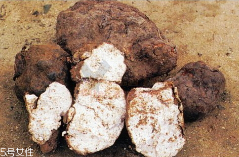 茯苓為什么是苦的 茯苓味辛苦平 茯苓為什么是苦的 茯苓味辛苦平