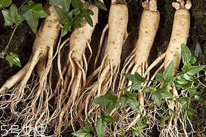 園參和林下參的區(qū)別 小心購買陷阱 園參和林下參的區(qū)別 小心購買陷阱