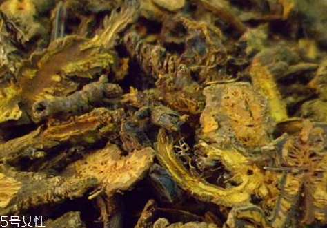 黃連可以去痘痘嗎 僅對兩種痘有效 黃連可以去痘痘嗎 僅對兩種痘有效