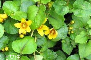 金錢草是涼性的嗎 微苦性涼 金錢草是涼性的嗎 微苦性涼