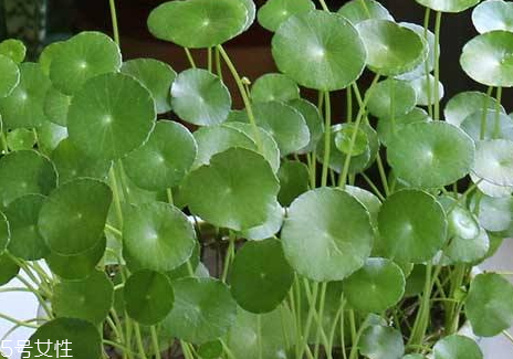 金錢草是涼性的嗎 微苦性涼 金錢草是涼性的嗎 微苦性涼