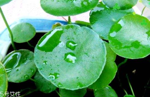 金錢草是大葉好小葉好 二者區(qū)別 金錢草是大葉好小葉好 二者區(qū)別