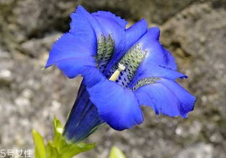 龍膽草什么時候采收 春秋兩季皆可采收 龍膽草什么時候采收 春秋兩季皆可采收