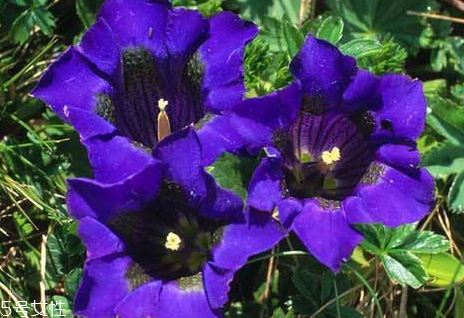 龍膽草什么時候采收 春秋兩季皆可采收 龍膽草什么時候采收 春秋兩季皆可采收