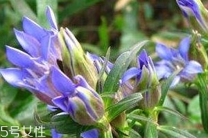 龍膽草什么時候采收 春秋兩季皆可采收 龍膽草什么時候采收 春秋兩季皆可采收