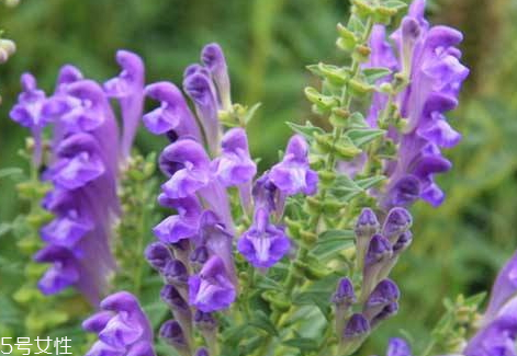 黃芩不能和什么一起吃 相克食物 黃芩不能和什么一起吃 相克食物