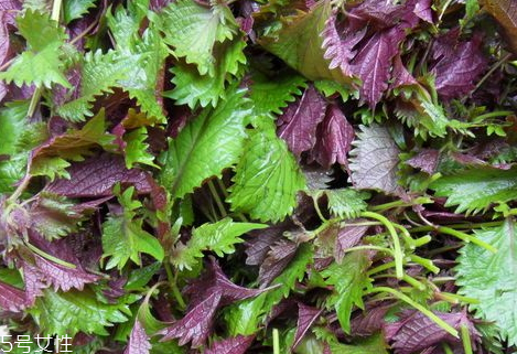 紫蘇什么味道 有點(diǎn)相似薄菏的味道 紫蘇什么味道 有點(diǎn)相似薄菏的味道