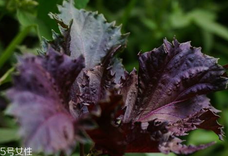 紫蘇什么味道 有點(diǎn)相似薄菏的味道 紫蘇什么味道 有點(diǎn)相似薄菏的味道