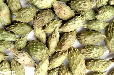 蒼耳子什么時候采摘好 9-10月果實成熟 蒼耳子什么時候采摘好 9-10月果實成熟