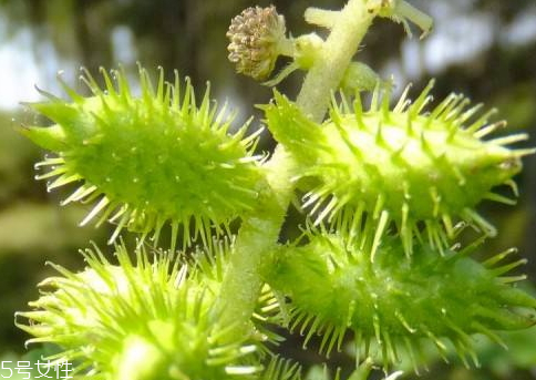 蒼耳子能治風(fēng)濕嗎 治風(fēng)濕配方 蒼耳子能治風(fēng)濕嗎 治風(fēng)濕配方