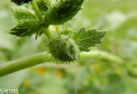 蒼耳子能治風(fēng)濕嗎 治風(fēng)濕配方 蒼耳子能治風(fēng)濕嗎 治風(fēng)濕配方