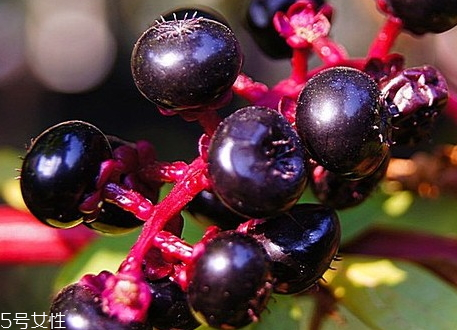 商陸價(jià)格多少錢一斤 價(jià)格多種多樣 商陸價(jià)格多少錢一斤 價(jià)格多種多樣