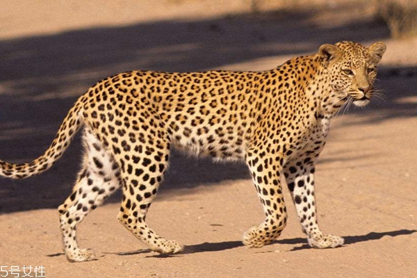 豹紋美甲怎么畫好看？不到一分錢畫出性感美甲