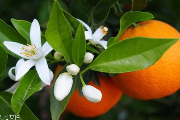什么味道的香水比較少女？5款春日甜美香水