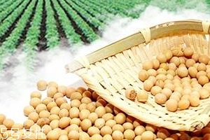 卵磷脂能和鈣一起吃嗎？分開服用為佳