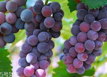 葡萄籽會(huì)推遲月經(jīng)嗎？一般不會(huì)