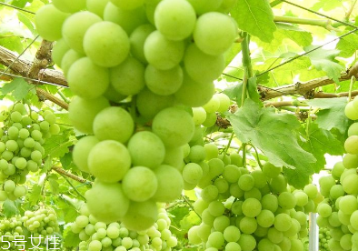 葡萄籽會(huì)推遲月經(jīng)嗎？一般不會(huì)