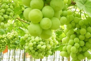 葡萄籽會(huì)上火嗎？正常是不會(huì)的