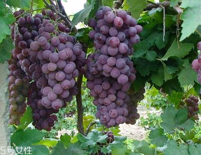 葡萄籽會(huì)上火嗎？正常是不會(huì)的