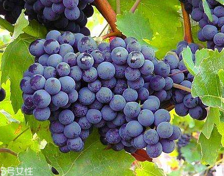 葡萄籽會(huì)上火嗎？正常是不會(huì)的