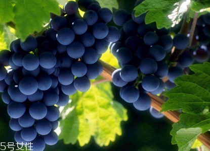葡萄籽會(huì)長痘嗎？沒有這個(gè)情況