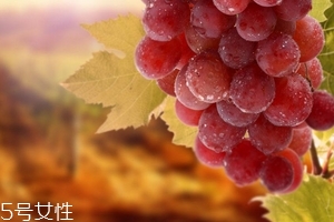 葡萄籽會(huì)便秘嗎？葡萄籽能緩解便秘