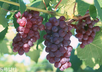 葡萄籽會(huì)便秘嗎？葡萄籽能緩解便秘