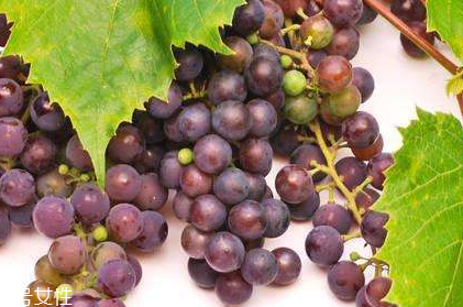 葡萄籽配什么吃效果更佳？