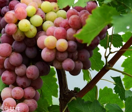 葡萄籽泡水喝有作用嗎？美容保健