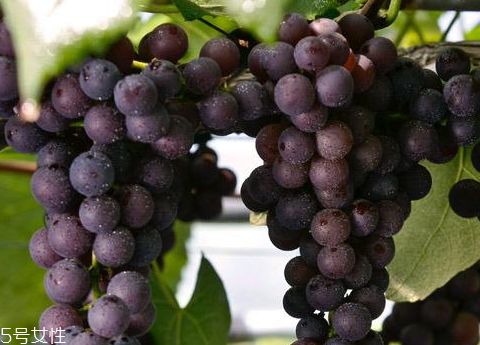 葡萄籽適合多大年齡吃？25歲女性必備