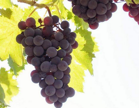 葡萄籽不能和什么一起吃？