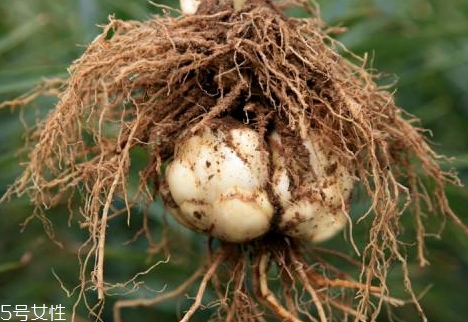 鮮百合為什么會(huì)變紅 采后遇風(fēng)即變化 鮮百合為什么會(huì)變紅 采后遇風(fēng)即變化